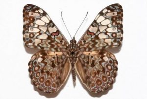 The Feronia butterfly